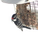 Our woodpecker is back by bruni