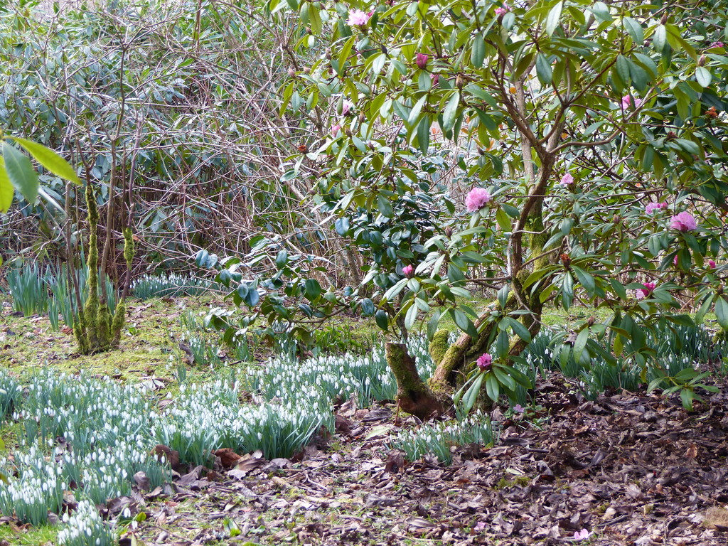 Rhododendron and Snowdrops by susiemc