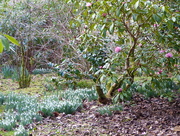 2nd Mar 2015 - Rhododendron and Snowdrops