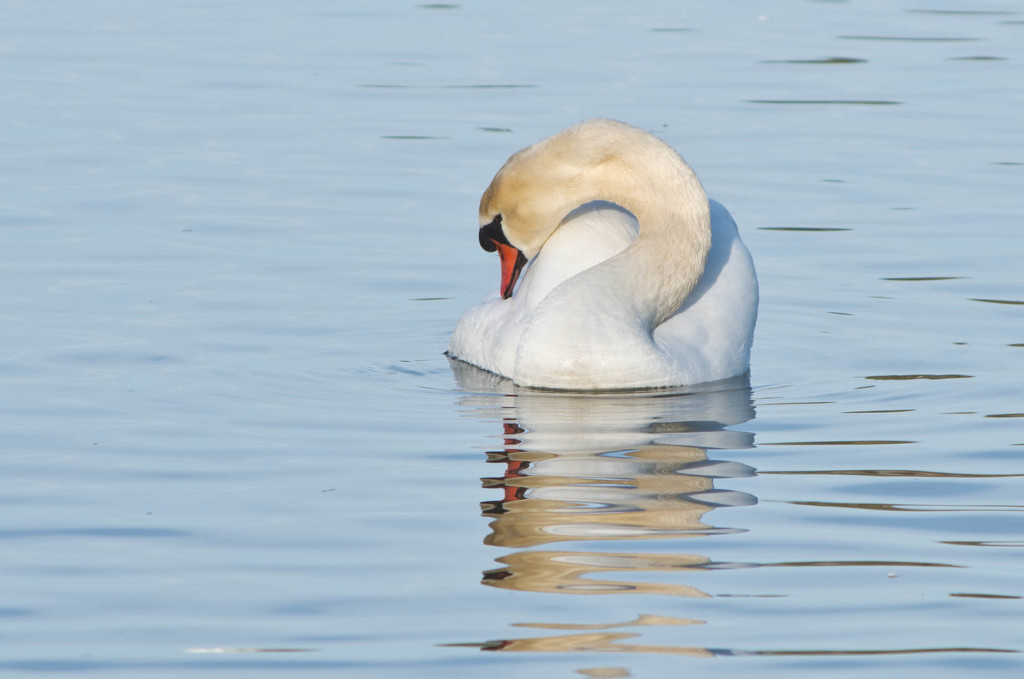 Swan by vickisfotos