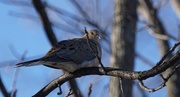 2nd Mar 2015 - mourning dove