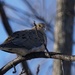 mourning dove by amyk