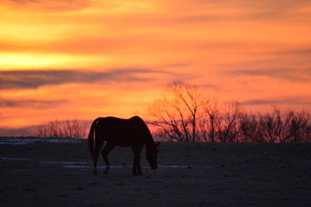 Morning Walk  by kareenking