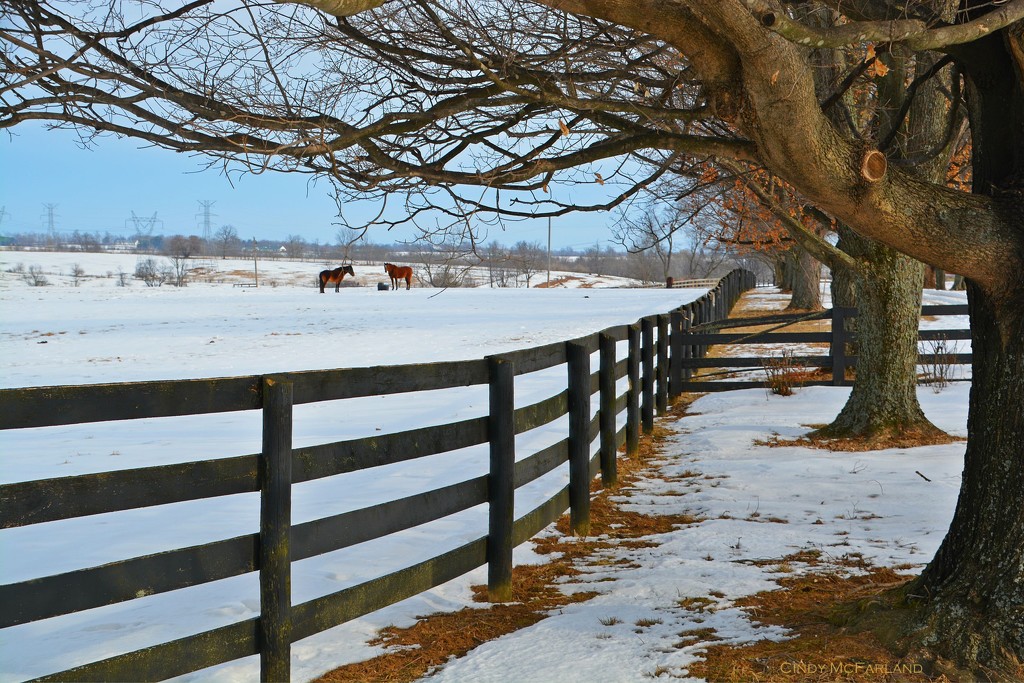 Early morning grazers  by cindymc