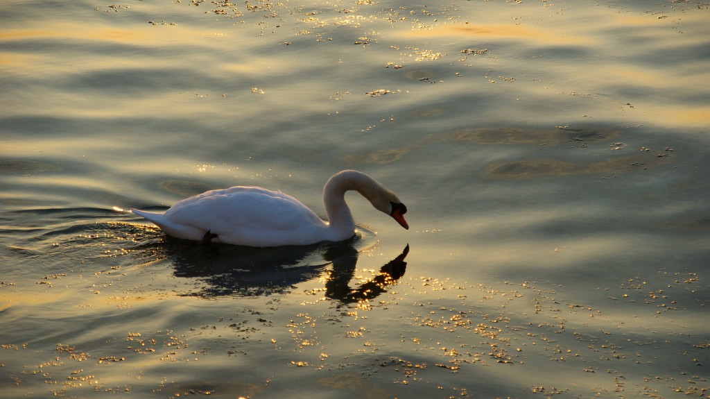 Golden Swan by selkie