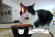 2nd Mar 2015 - Cubbie's Birthday