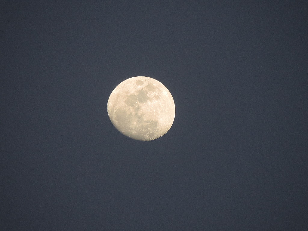 Evening moon, SOOC! by homeschoolmom