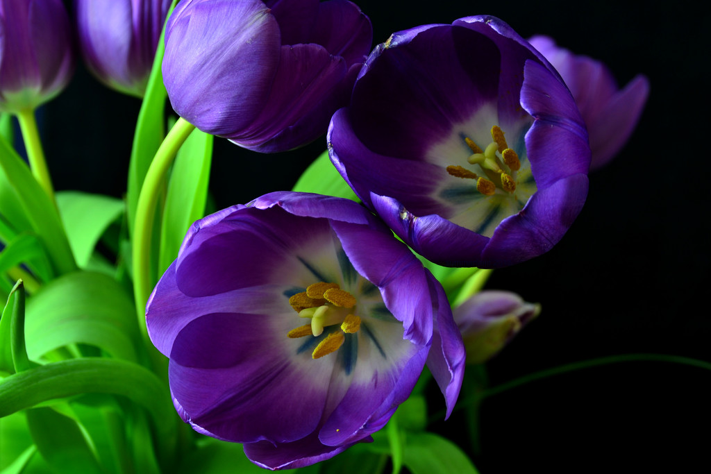 purple tulips in living colour! by summerfield