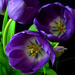 purple tulips in living colour! by summerfield