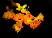 2nd Mar 2015 - (Day 17) - Well 'Orange' You Some Lovely Flowers