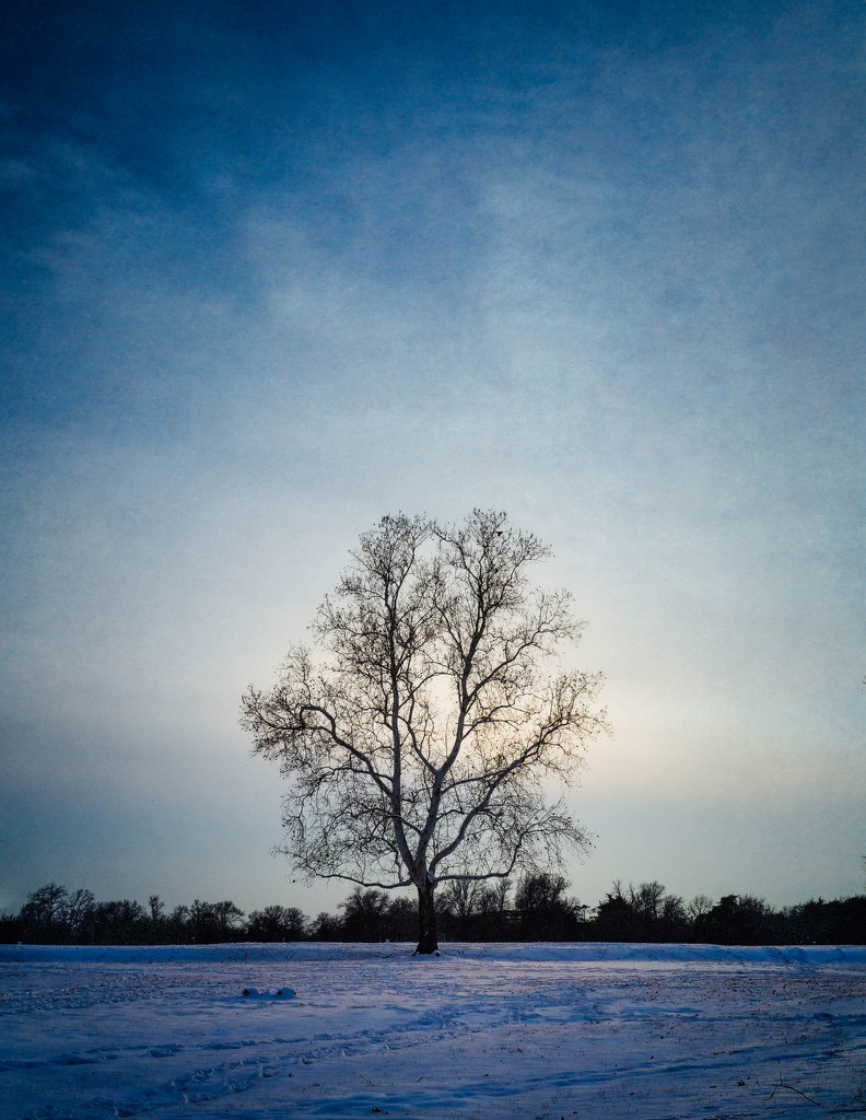 Lone Tree by rosiekerr