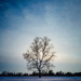Lone Tree by rosiekerr