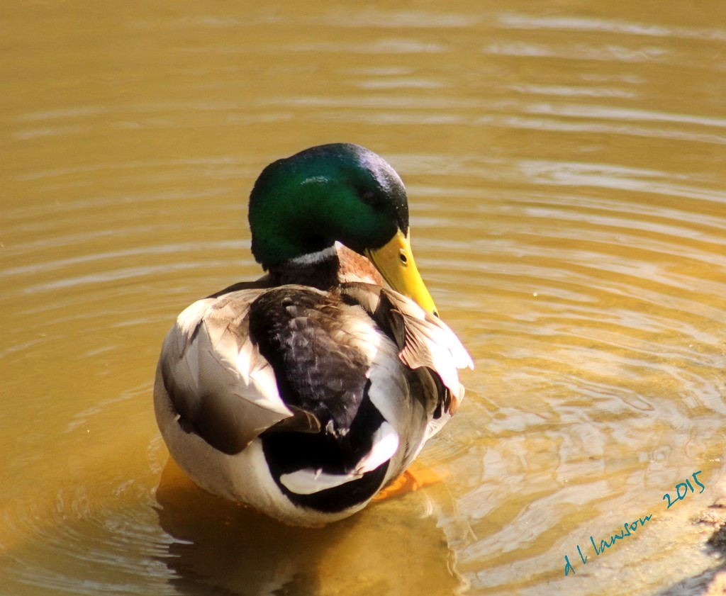 Bashful Duck by flygirl