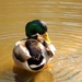 Bashful Duck by flygirl