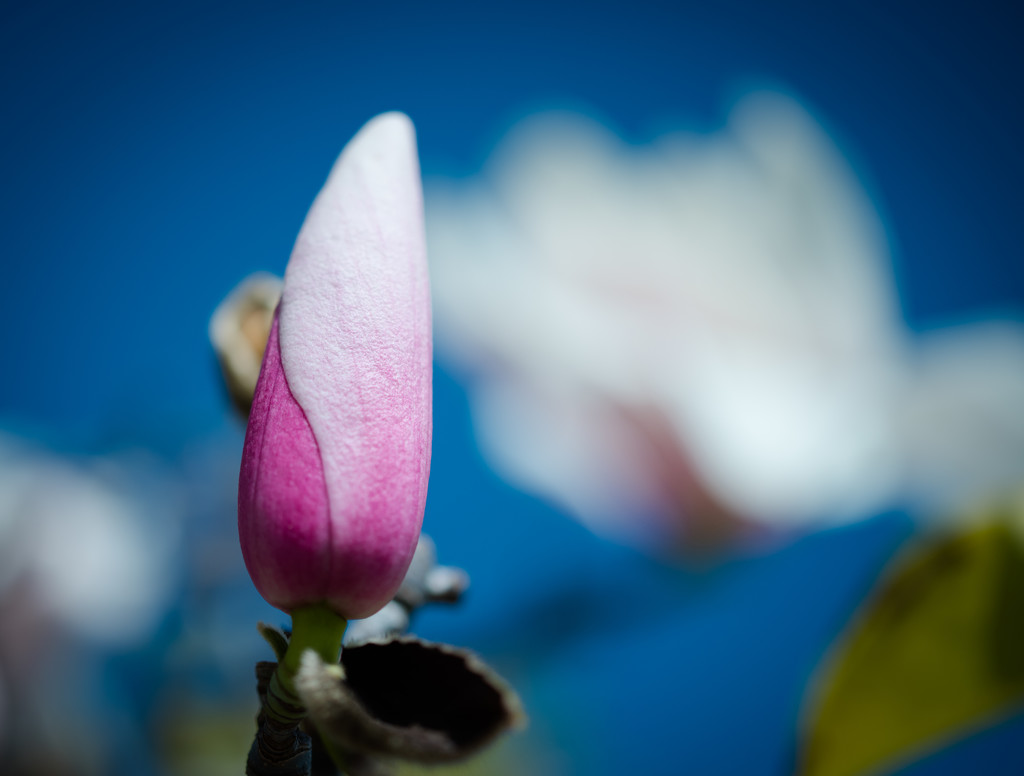 Sugar Magnolia, Blossoms Blooming..... by stray_shooter