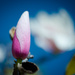 Sugar Magnolia, Blossoms Blooming..... by stray_shooter