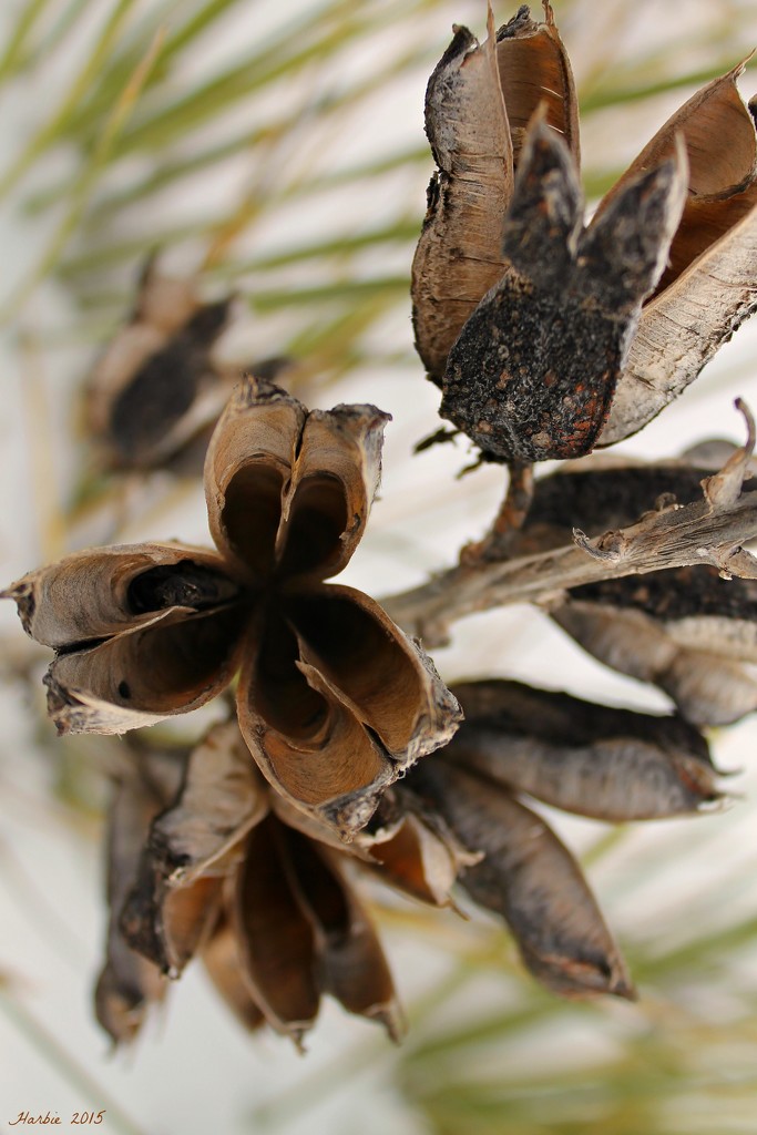 Yucca Seed Pods by harbie