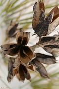 2nd Mar 2015 - Yucca Seed Pods