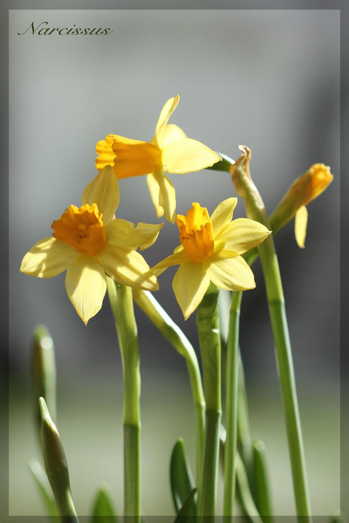 St David's Day  by jamibann