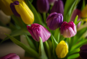 4th Mar 2015 - the original tulips