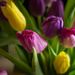 the original tulips by jackies365