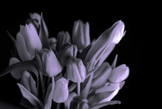 5th Mar 2015 - black and white version tulips