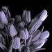 black and white version tulips by jackies365