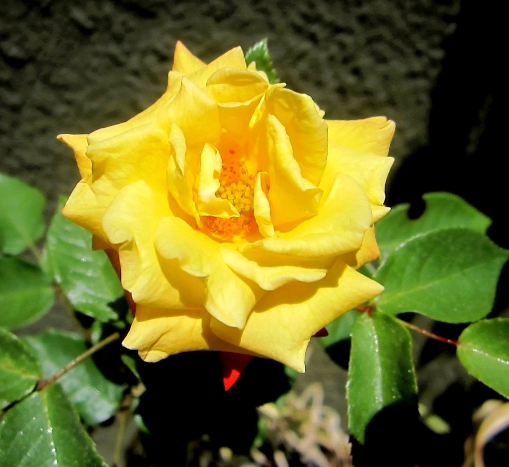 Žuta ruža by vesna0210