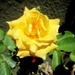 Žuta ruža by vesna0210