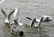 1st Mar 2015 - Fighting for the Duck Food