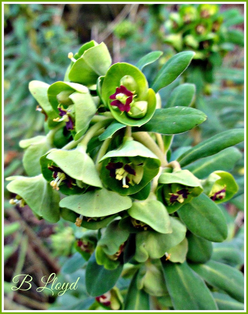 Euphorbia by beryl