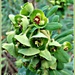 Euphorbia by beryl