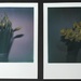 Daffodils by mattjcuk
