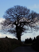 3rd Mar 2015 - Oak tree, Awre