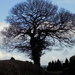 Oak tree, Awre by flowerfairyann