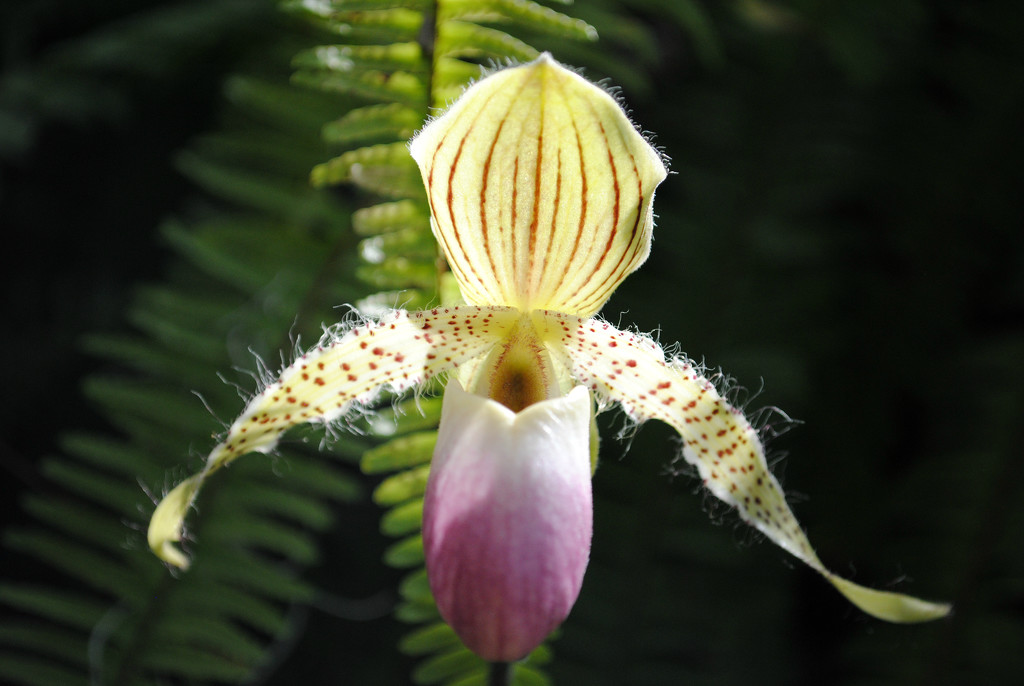 Big Fat Hairy Orchid  by alophoto