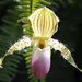 Big Fat Hairy Orchid  by alophoto