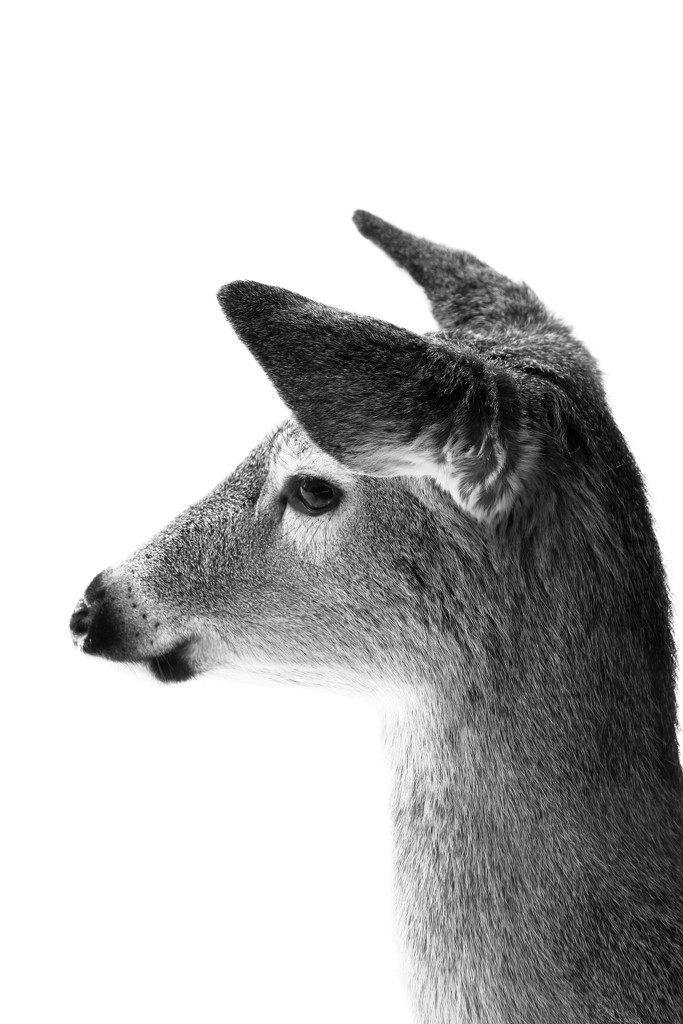 Doe in Black and White  by mzzhope