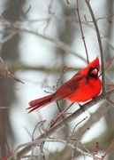 4th Mar 2015 - Red Bird and Red Buds