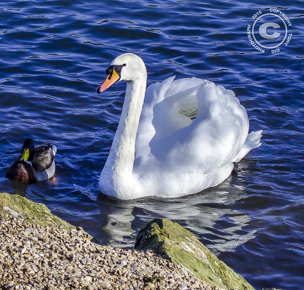 Swan & Friend by tonygig