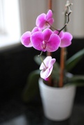 2nd Mar 2015 - Orchid