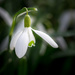 Snowdrop by vignouse
