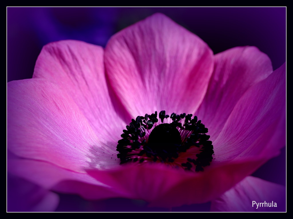 Nr. 5  Purple Anemone  by pyrrhula