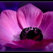 Nr. 5  Purple Anemone  by pyrrhula