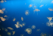 25th Feb 2015 - Jellyfish