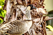 3rd Mar 2015 - Hawaii's State Bird ... The Nene Goose