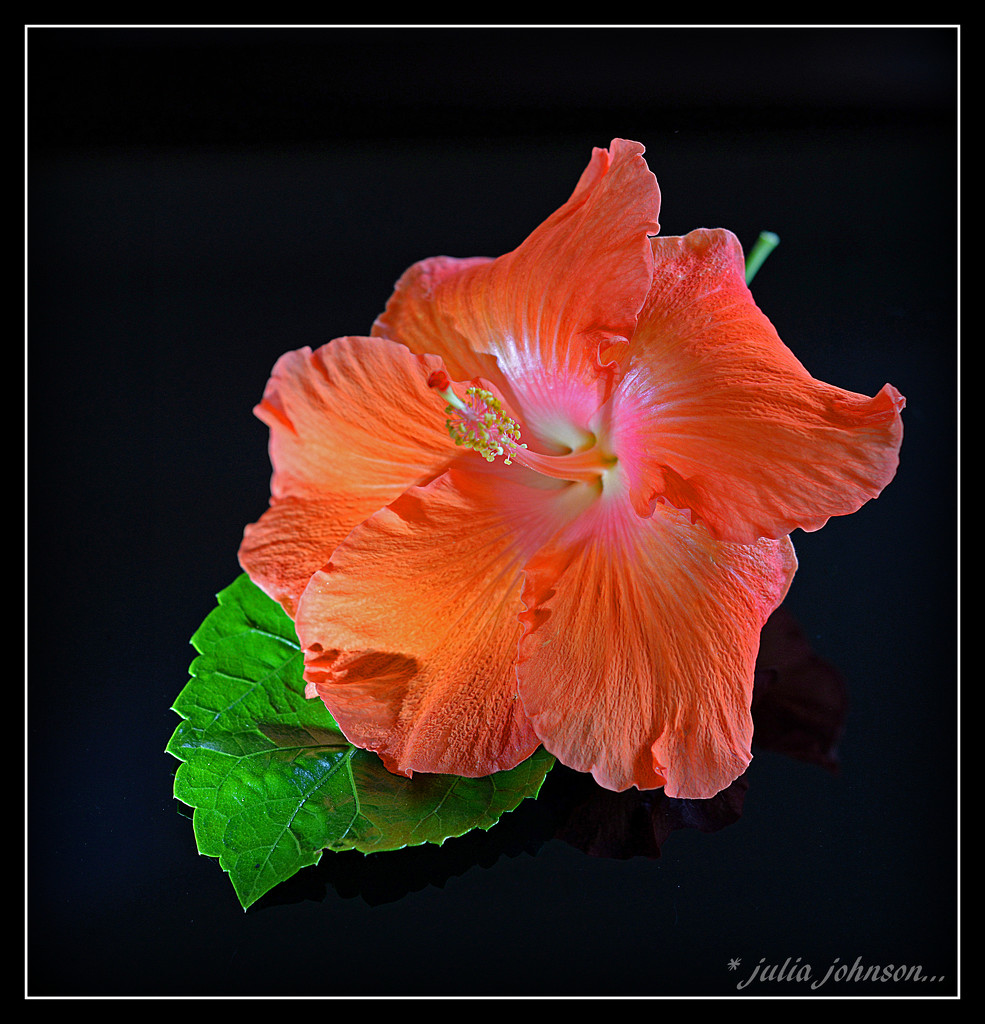 Another Orange Hibiscus... by julzmaioro