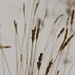 Delicate Grasses by harbie
