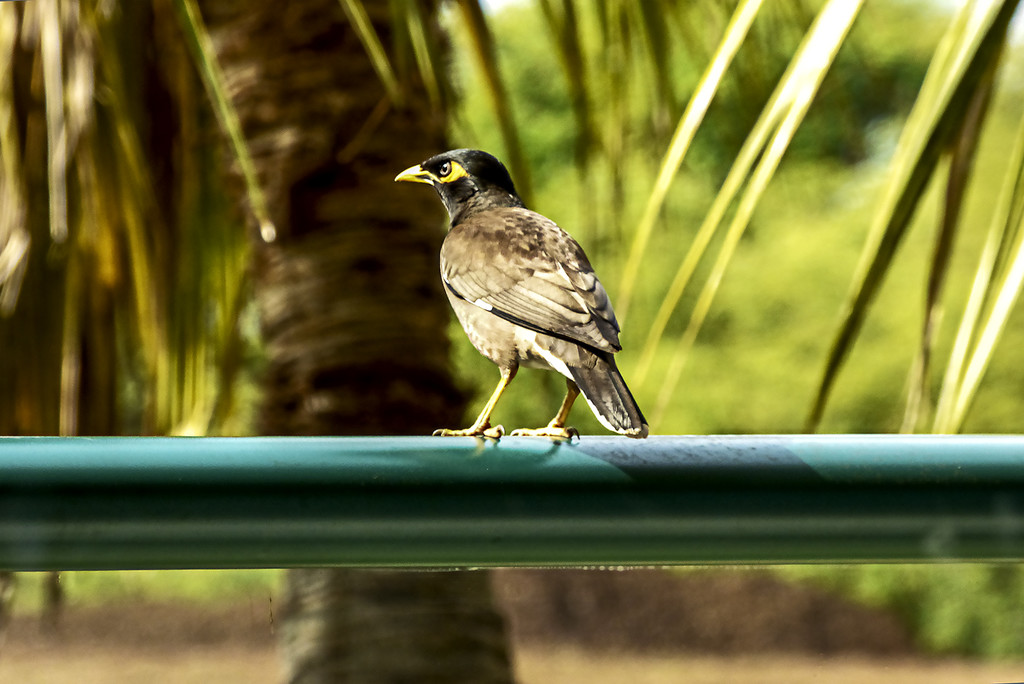 Mouthy Myna's! by Weezilou