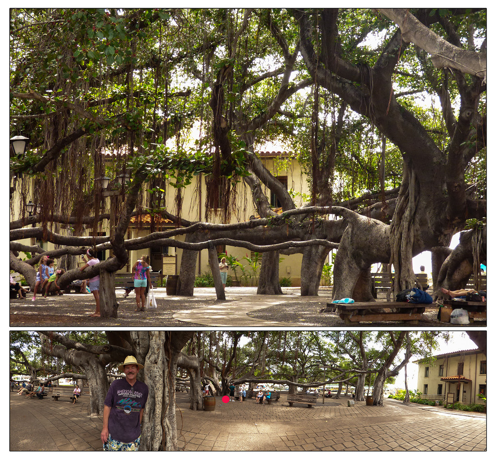 Lahaina's Banyan Tree ... The Largest in the USA by Weezilou